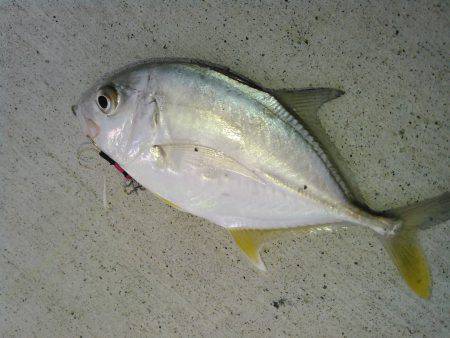湾内でカンパチアオリイカが釣れています。